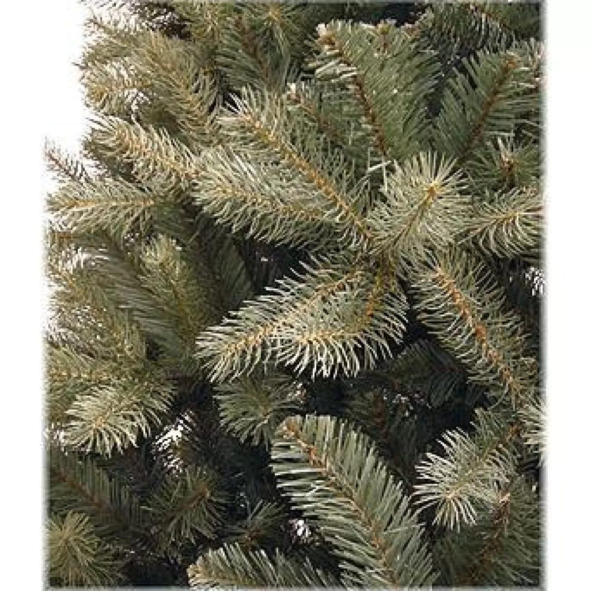 Bronner's Christmas Wonderland 10 Foot Poly Douglas Blue Downswept Artificial Tree | Un-Lit Trees