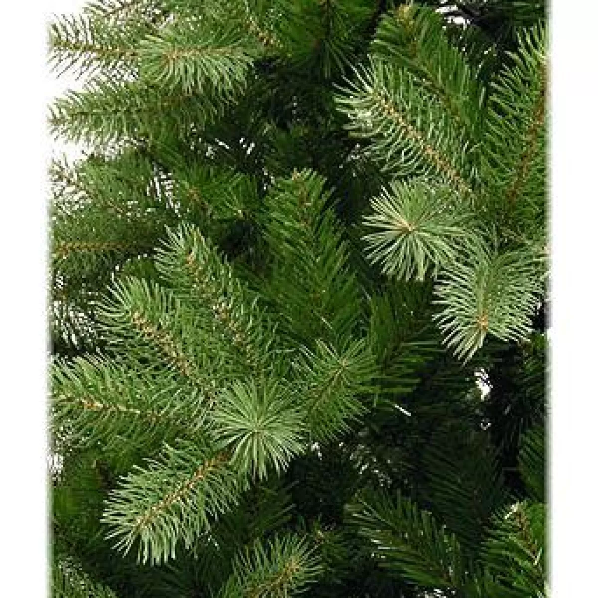 Bronner's Christmas Wonderland 7.5 Foot Poly Douglas New Green Downswept Artificial Tree | Un-Lit Trees